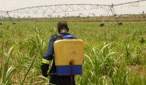 Worker in the Addax fields