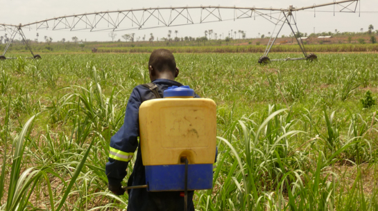 Worker in the Addax fields