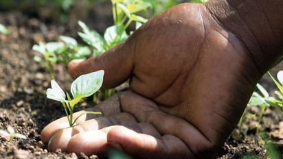 A hand holds a plant sprout in the soil.