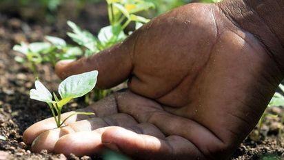 A hand holds a plant sprout in the soil.