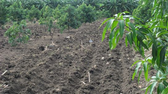 Agrobiodiversität in Kuba