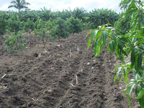 Agrobiodiversität in Kuba