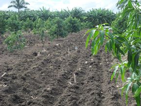 Agrobiodiversität in Kuba
