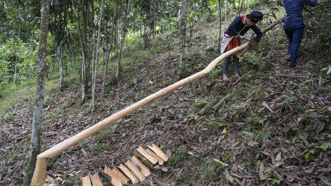 Kleinbäuerin Ton Hoang Thi und ihr Mann Phuc Ban Huu  schälen einen Zimtbaum