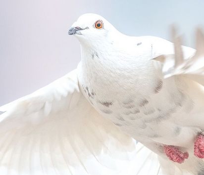 Fliegende weiße Taube