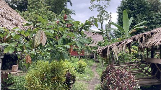 Yorkin (Costa Rica)