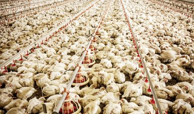 Mastbetrieb fuer Wiesenhof Gefluegelkontor GmbH. Tausende von Hühner auf einer gro0en Fläche.