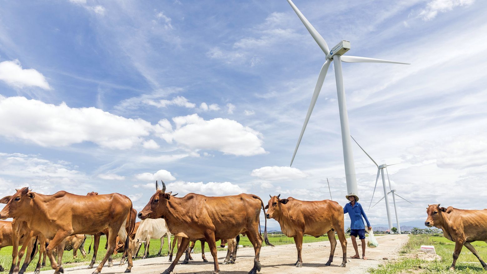 Herd und Windpark