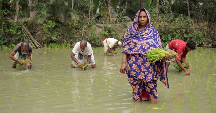 Aklima Begum (34) pflanzt Reissetzlinge auf ihrem eigenen Land in Charlathimara. Projektpartner: Christian Commission for Development in Bangladesh (CCDB)