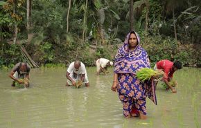 In Bangladesch setzt Bäuerin Aklima Begum salzresistente Reipflanzentgut 