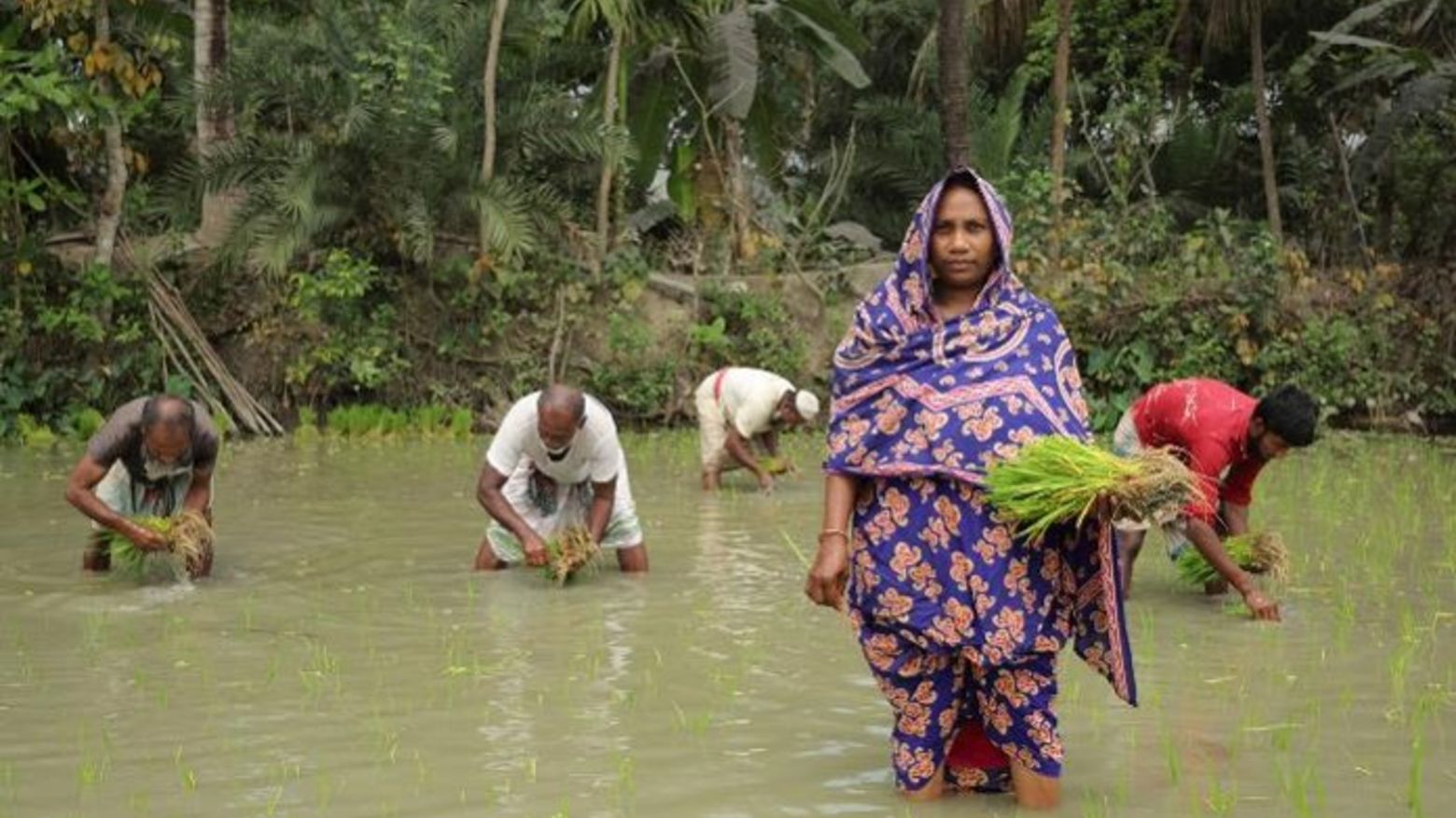 In Bangladesch setzt Bäuerin Aklima Begum salzresistente Reipflanzentgut 