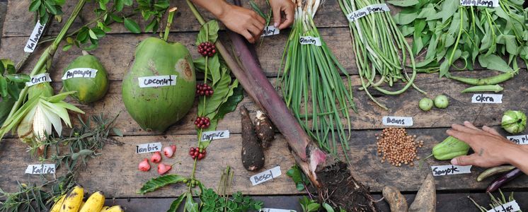 Szenen aus dem abgelegenen Dorf: Salimama, Alabel, Sarangani ProvinveFotos zeigen:  Nahrung, Gartenfruechte, Vielfalt, Kochszenen aus dem Dorf Salimama: