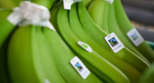 Fair-Trade-Bananen im Versand, noch grün