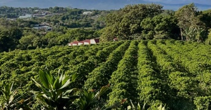 Plantage in Costa Rica