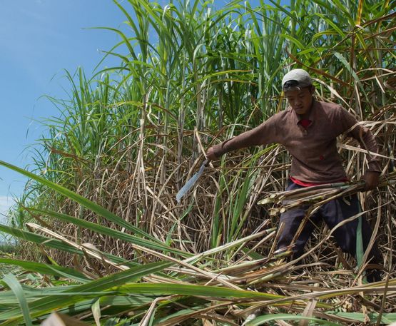 Gilbert Peque erntet Zuckerrohr auf dem Feld