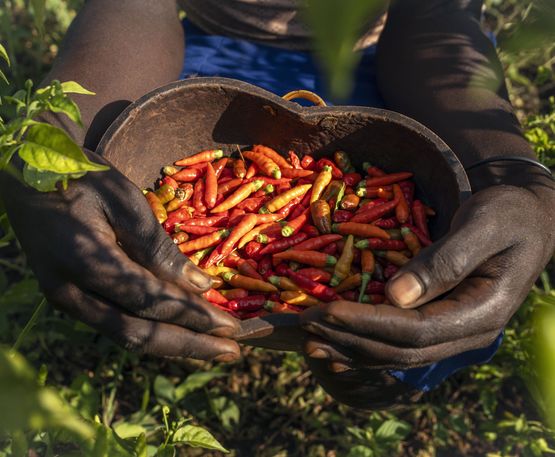 Sarech Luwo Mugeda pflückt am 26. November 2025 in Yerni im Südwesten Äthiopiens Chilischoten in einem kleinen Bewässerungsprojekt.Partnerorganisation: EECMY-DASSC