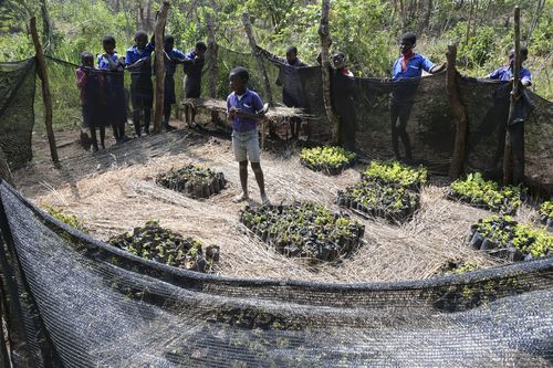 Malawi: Lwatizi Schule, Permakultur Projekt Malawi: Lwatizi Schule, Permakultur Projekt