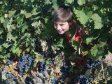 Konfis aus Guntersblum bei der Weinlese