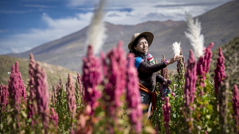 Die Bäuerin Ema Flores Cabrera in ihrem Quinoa-Feld nahe des Salar de Uyuni 