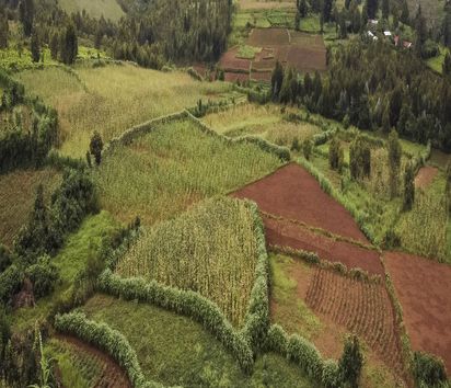 Die Spargruppe um die Kleinbäuerin Claudine Hashazinyange (26) bearbeiten gemeinsam ein Feld, das sie als Gemeinschaft gepachtet haben und nun zusammen bestellen wollen.Sie alle sind Teilnehmerinnen des Programmes von Ripple Effekt. Die Brot für die Welt-Partnerorganisation fördert unter anderem nachhaltige landwirtschaftliche Entwicklung, Ernährungssicherung,