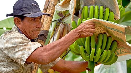Ein Bananenbauer in Peru erntet Bananen