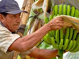 Ein Bananenbauer in Peru erntet Bananen