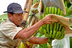 Ein Bananenbauer in Peru erntet Bananen