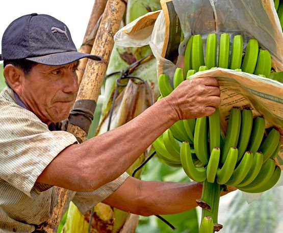 Peru, CEDEPAS NORTE, Region Piura, Dorf La Huaca. Francisco Imán Vílchez (Asociación Valle del Chira) und seine Frau Elizabeth Mendoza Fernández arbeiten  auf der Bananenplantage. Bevor Francisco und seine Frau Bananenbauern wurden, bauten sie schnell wachsende Kulturen wie Mais, Maniok und Süßkartoffeln an. Knapp 1 Hektar Land hatte die Familie dafür zur Verfügung. Auch Franciscos drei erwachsene Töchter mussten mit helfen. Trotz des großen Aufwands den die ganze Familie damals betrieb, lebten Francisco und die anderen immer am Rande der Armut. Dank Fair Trade hat die Familie jetzt ein gutes und sicheres Einkommen. Umgerechnet 450 Euro verdienen sie pro Monat mit den Bananen. Hier: Protektoren aus Zeitzungspapier und Plastikfolie schützen die einzelnen Früchte.