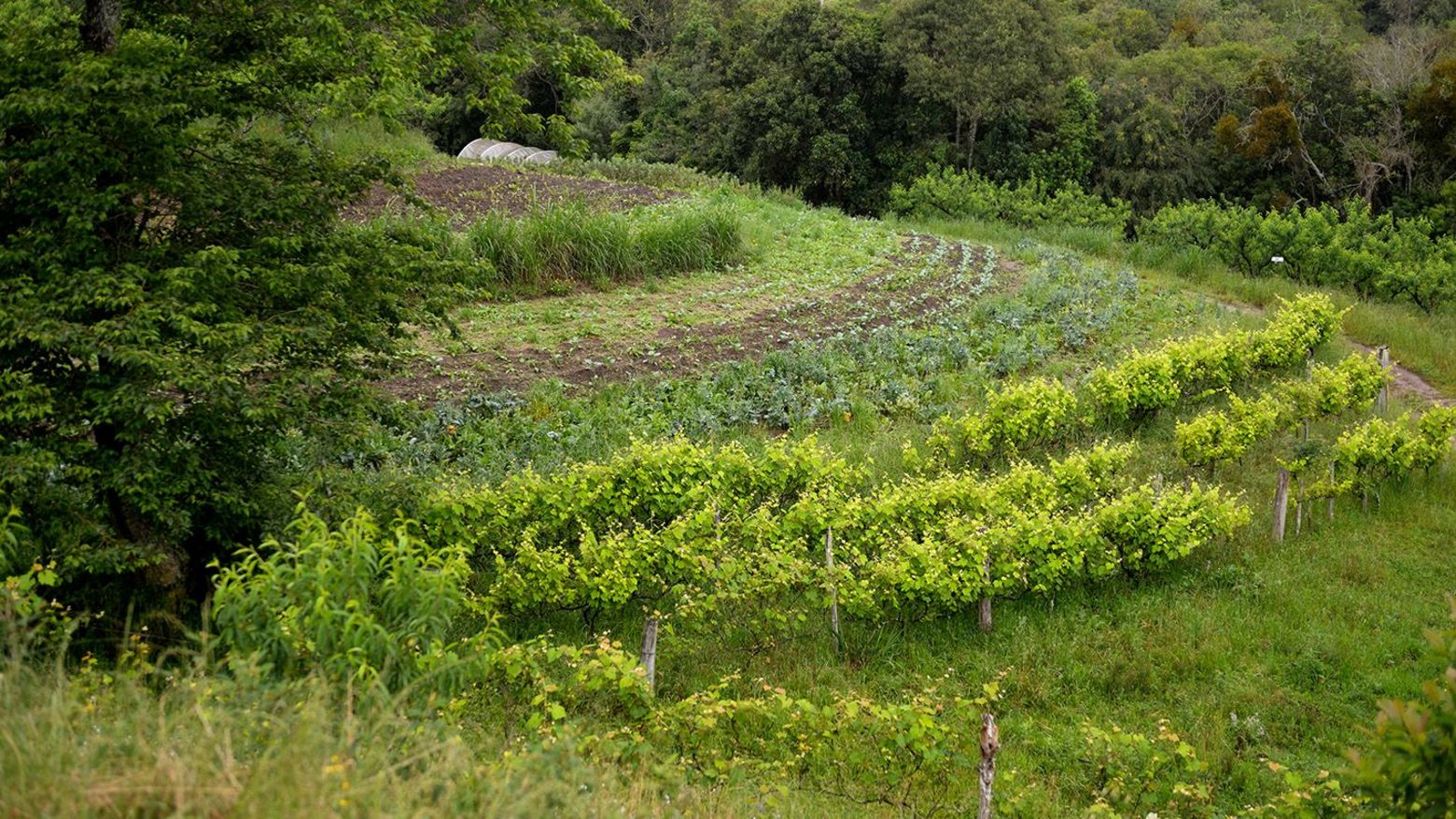 Brasilien Gemüseanbau