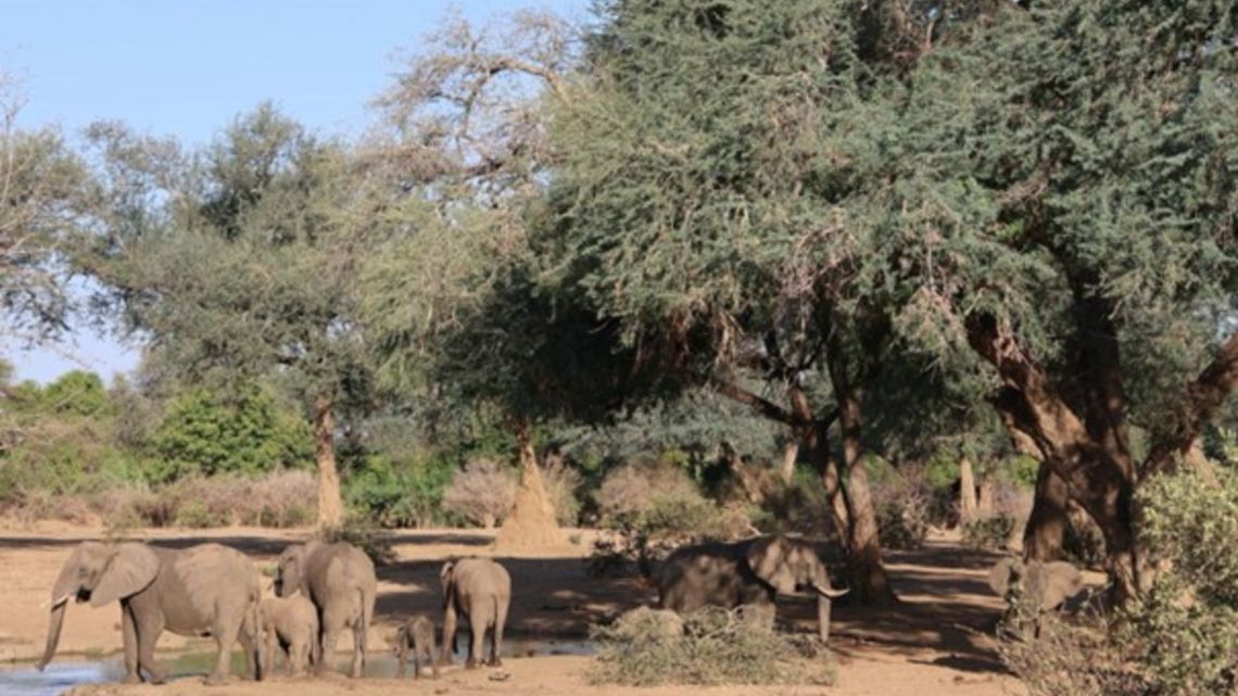 Lower Zambezi Nationalpark im Süden Sambias 