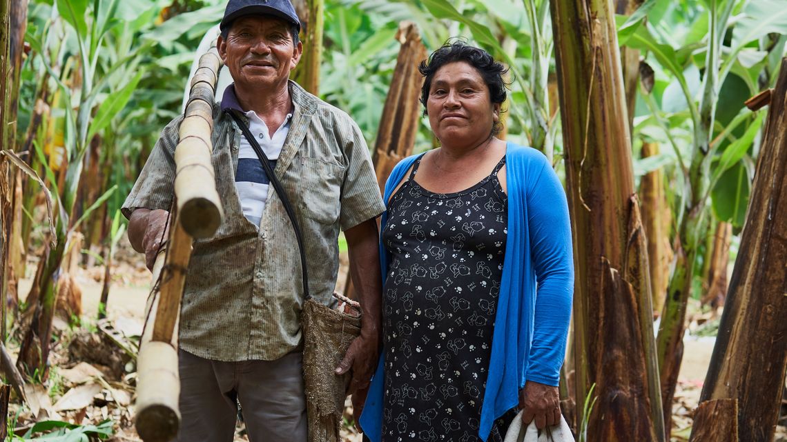 Un matrimonio de agricultores en una plantación de plátanos