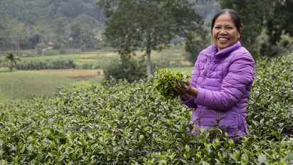 Mai Nguyen Thi mit frisch gepflücktem Tee in ihrem Teefeld
