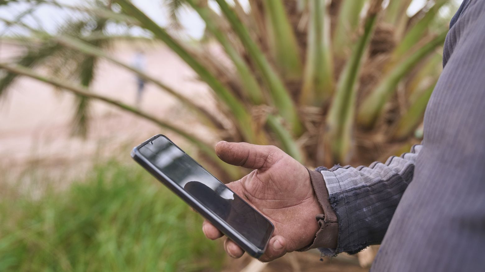 Eine Hand hält ein Smartphone, im Hintergrund Blätter einer Palme