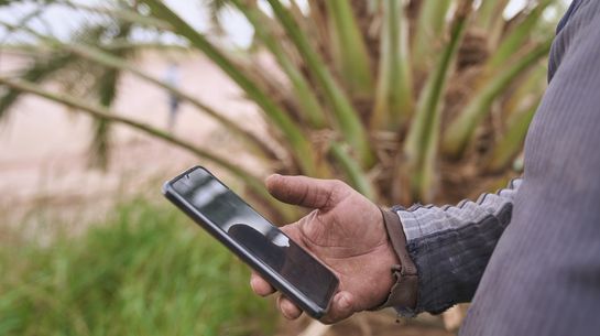 Eine Hand hält ein Smartphone, im Hintergrund Blätter einer Palme