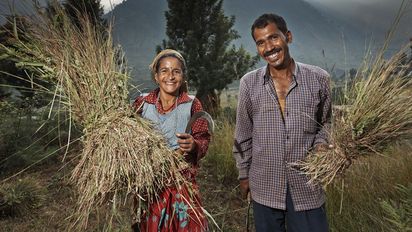 Ein Paar bei der Ernte im Rawain-Tal, einem Projektgebiet der Organisation Navdanya an den Auslaeufern des Himalaya.  