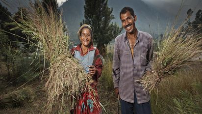 Ein Paar bei der Ernte im Rawain-Tal, einem Projektgebiet der Organisation Navdanya an den Auslaeufern des Himalaya.  Die Organisation Navdanya wurde 1987 von der alternativen Nobelpreistraegerin Vandana Shiva gegruendet. Navdanya betreibt Saatgutbanken und bewahrt und vermehrt somit traditonelles Saatgut. Ausserdem schult sie Bauern in biologischem Anbau. So ist eine Gegenbewegung gegen die grossen Agrakonzerne entstanden. Projekt: Navdanya