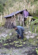 Florencio Martinez, 46 Jahre arbeitet in dem GemÃ¼segarten, das er mit Hilfe des Projekts angelegt hat, Santa Maria Yacochi, Bundesstaat Oaxaca, Mexiko