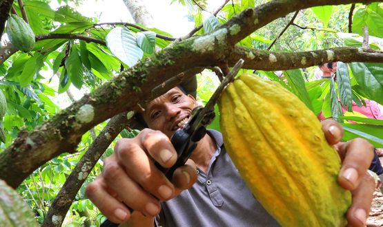 Bio-Kakao macht glücklich