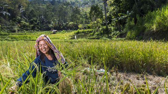 In Indonesien unterstützt Brot für die Welt Kleinbäuerinnen und -bauern bei der ökologischen Landwirtschaft.