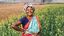 Sundori Murmu (35) im Feld mit Senfpflanzen.Projektpartner:  CCBVO - Centre for Capacity Building of Voluntary Organization.Am ersten Advent eröffnet Brot für die Welt die 65. Aktiion "Wandel säen".