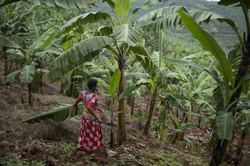 Jadress Tusingwire, 53, Ehefrau von Godfrey Twesigye, kümmert sich um ihr Bananenfeld in der Nähe ihres Hauses im Dorf Kikunda 1 in Rwampara. Projektpartner: ACORD - Agency for Cooperation in Research and Development