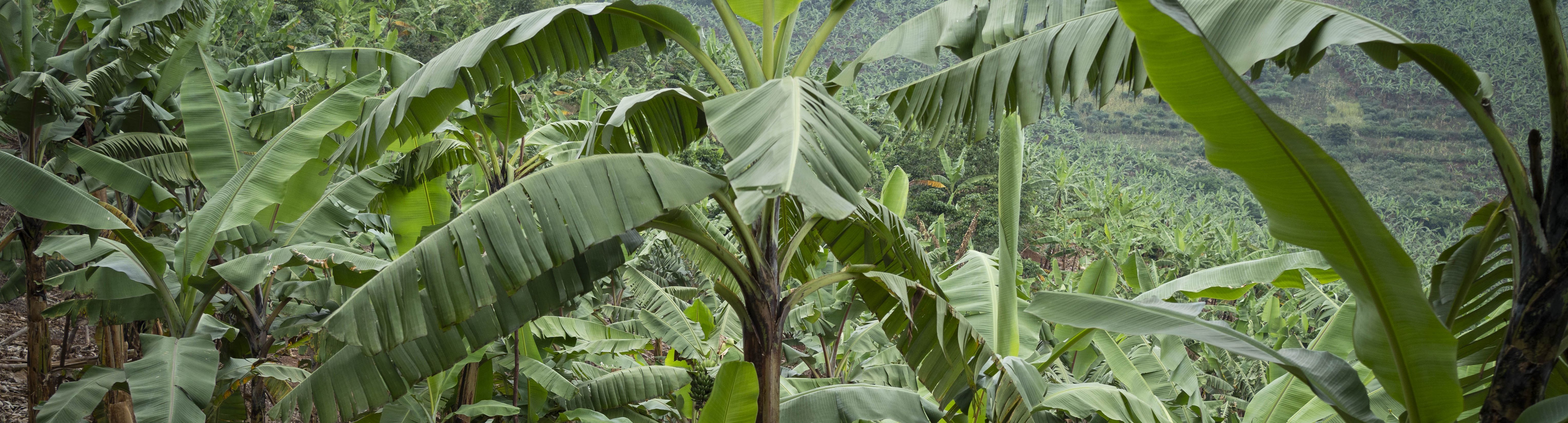 Jadress Tusingwire, 53, Ehefrau von Godfrey Twesigye, kümmert sich um ihr Bananenfeld in der Nähe ihres Hauses im Dorf Kikunda 1 in Rwampara. Projektpartner: ACORD - Agency for Cooperation in Research and Development