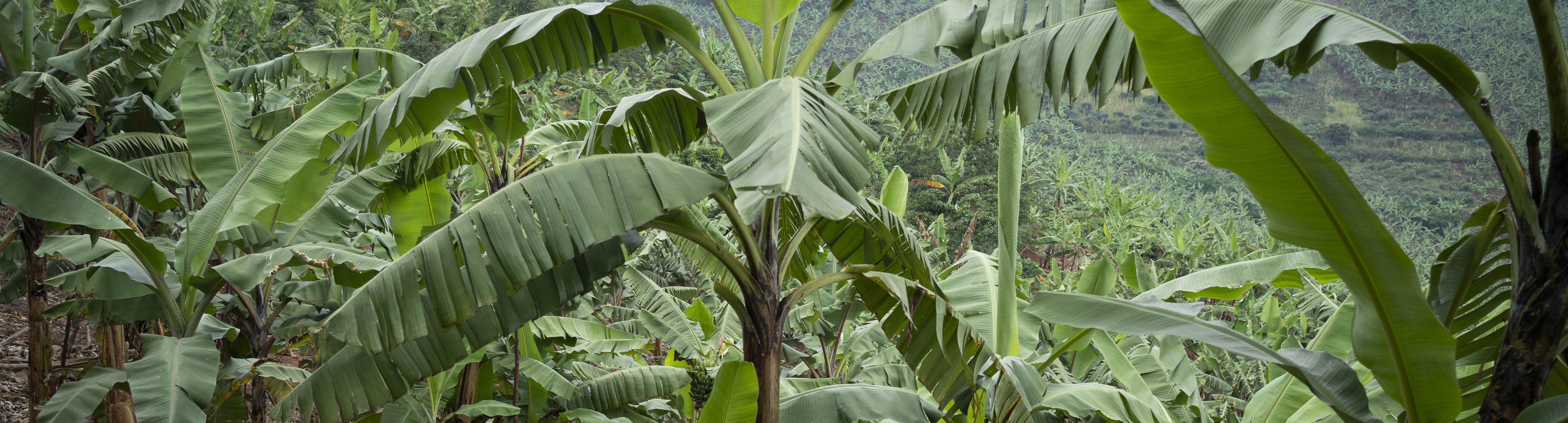 Jadress Tusingwire, 53, Ehefrau von Godfrey Twesigye, kümmert sich um ihr Bananenfeld in der Nähe ihres Hauses im Dorf Kikunda 1 in Rwampara. Projektpartner: ACORD - Agency for Cooperation in Research and Development