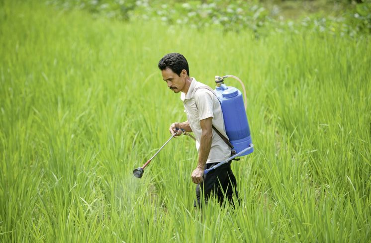 Shyam Bhujal spritzt mit einem Bio-Pestizid  als Pflanzenschutz ein Reisfeld, 20.09.16, Kumaisimle.Reportage zu dem Text von Mathias Peer ueber die Familie Bhujal die mit Hilfe des Brot fuer die Welt-Partners United Mission Nepal (UMN) in ihrem Dorf Kumaisimle (Dhading-Distrikt/Nepal) oekologische Landwirtschaft betreiben.Foto: Thomas Lohnes fuer Brot fuer die Welt
