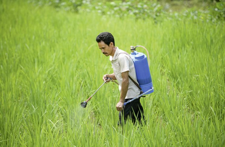Shyam Bhujal spritzt mit einem Bio-Pestizid als Pflanzenschutz ein Reisfeld, 20.09.16, Kumaisimle.Reportage zu dem Text von Mathias Peer ueber die Familie Bhujal die mit Hilfe des Brot fuer die Welt-Partners United Mission Nepal (UMN) in ihrem Dorf Kumaisimle (Dhading-Distrikt/Nepal) oekologische Landwirtschaft betreiben.Foto: Thomas Lohnes fuer Brot fuer die Welt