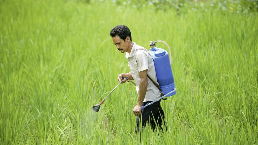 Shyam Bhujal steht im Reisfeld spritzt dieses mit Bio-Pestizid 