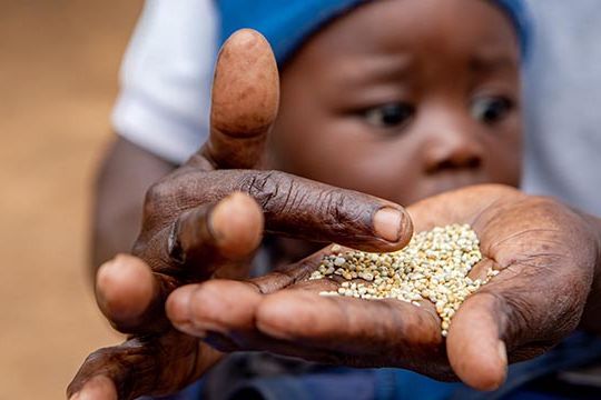 Gift Dirani (65) und seine Frau Evelyn (61) leben mit 5 ihrer 11 Kinder und 3 Enkelkindern auf ihrem Hof in Nyanyadzi, Chimanimani an der Ostgrenze Simbabwes. Die Region hat eine schwere Dürre erlebt und ist vom Klimawandel stark betroffen. Dadurch sind die Kleinbauern von großen Verlusten bei der Ernte und dem Viehbestand bedroht.Projektpartner: Towards Sustainable Use of Resources Organisation (TSURO)