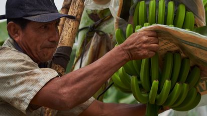 Kleinbauer in Peru pflegt seine Bananen, die er mit Fair-Trade-Siegel verkaufen wird.