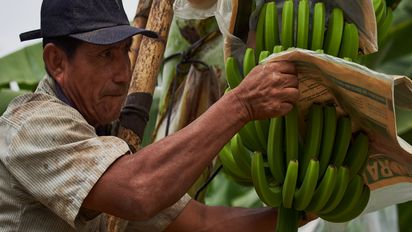 Kleinbauer in Peru pflegt seine Bananen, die er mit Fair-Trade-Siegel verkaufen wird.