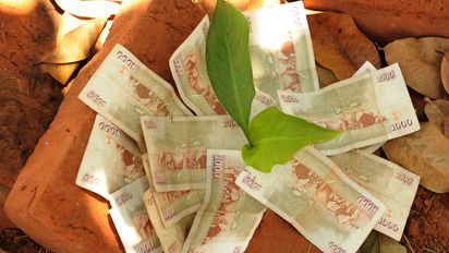 Afrika, Baknknote, Banknoten, Geld, Geldschein, Geldscheine, Kenia, Ostafrika, Pflanze, Setzling, Symbol, kenianischer Schilling